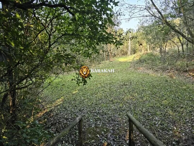 Sítio, 4 hectares - Foto 25