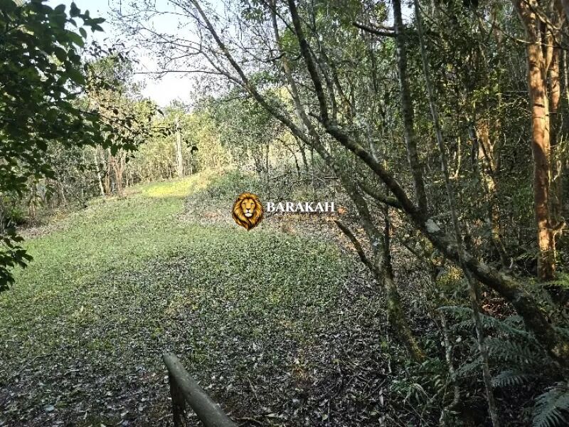 Sítio, 4 hectares - Foto 14
