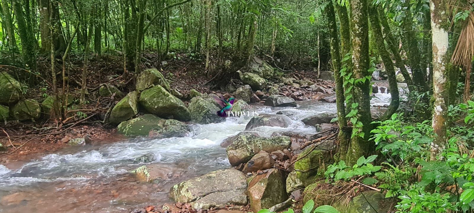 Fazenda à venda com 1 quarto, 30000m² - Foto 3