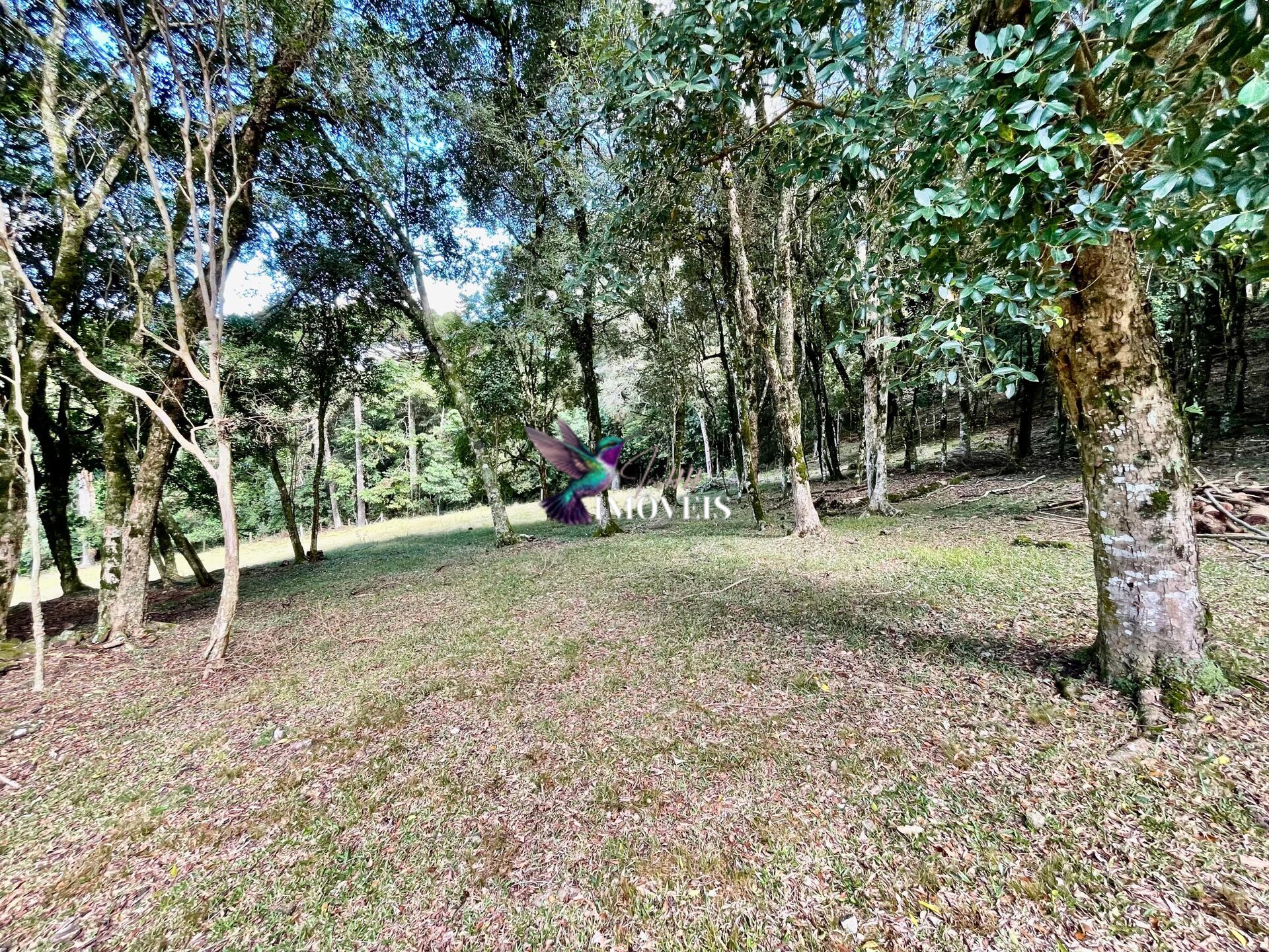 Chácara à venda, 20000m² - Foto 20