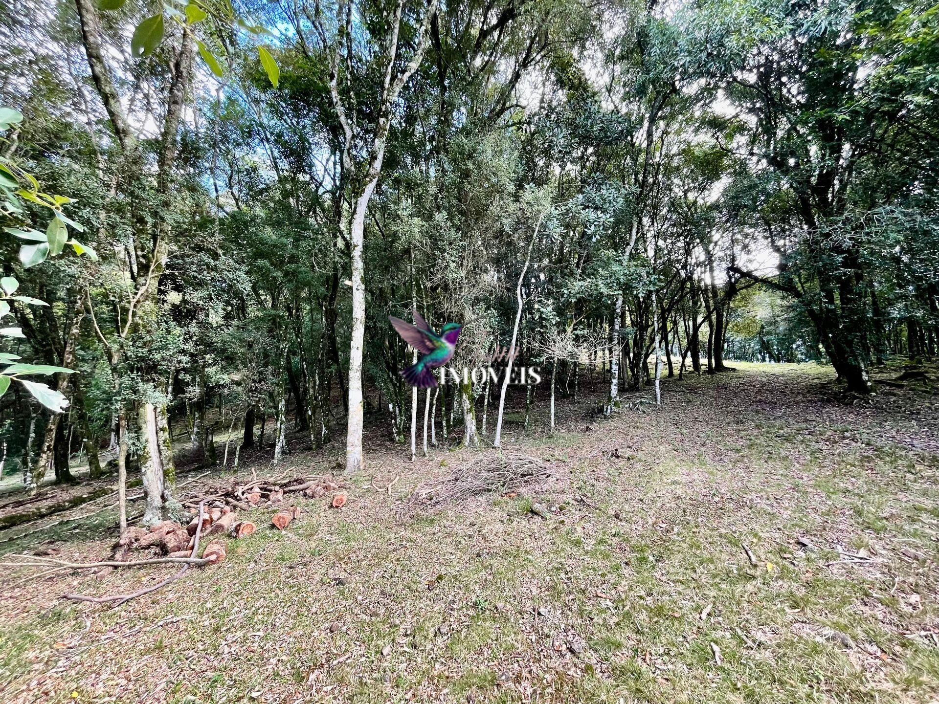 Chácara à venda, 20000m² - Foto 21
