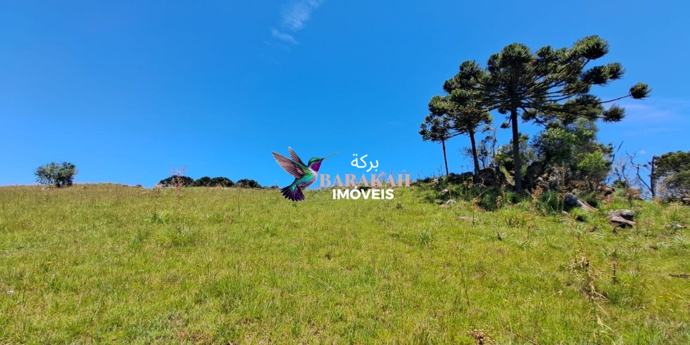 Sítio, 27 hectares - Foto 3