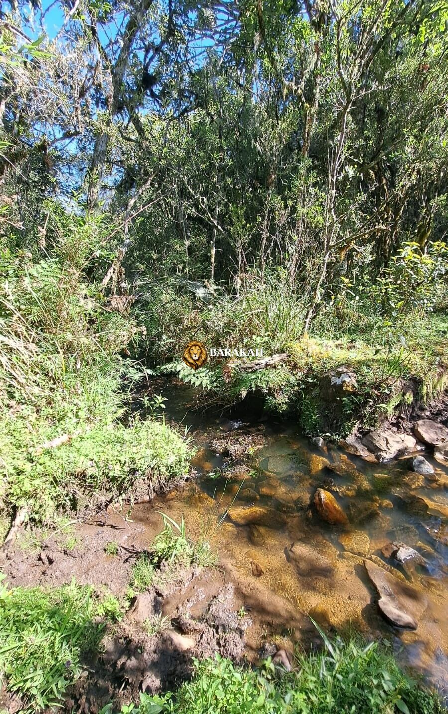 Sítio, 27 hectares - Foto 15