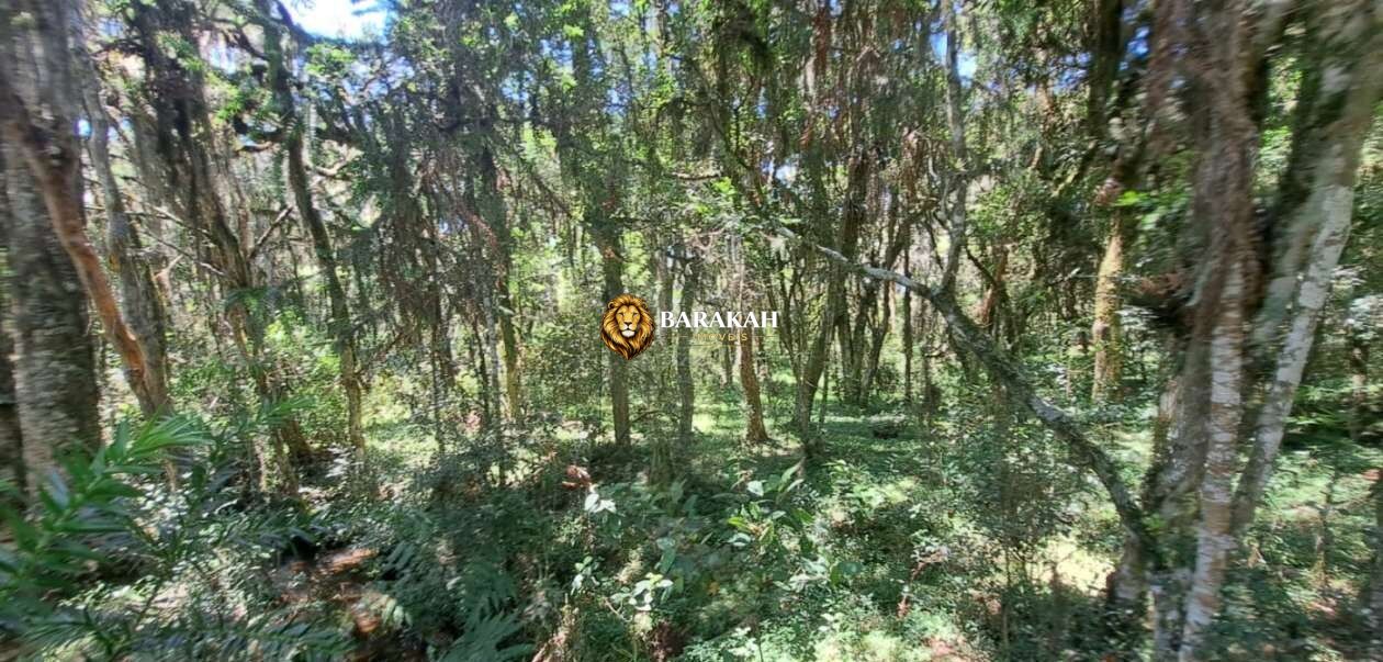 Sítio, 27 hectares - Foto 21