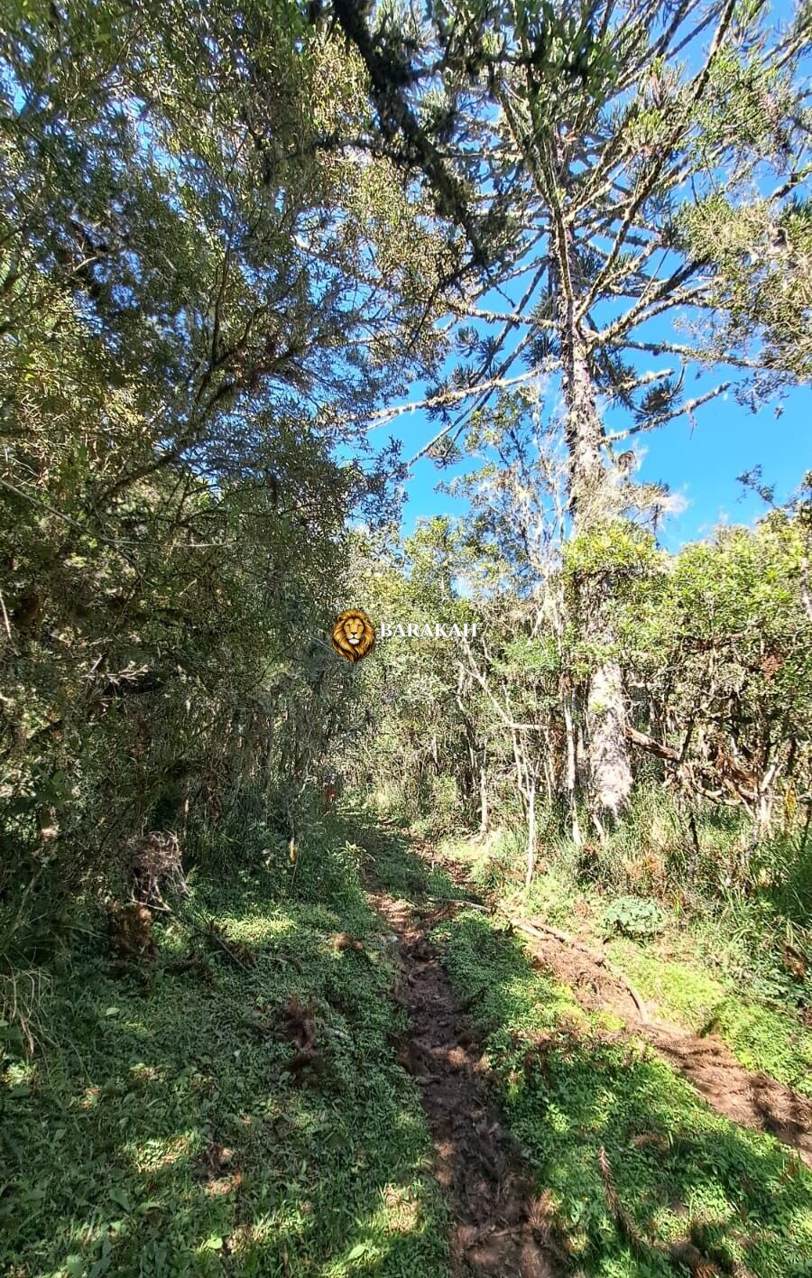 Sítio, 27 hectares - Foto 13