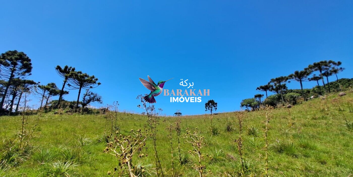 Sítio, 27 hectares - Foto 5