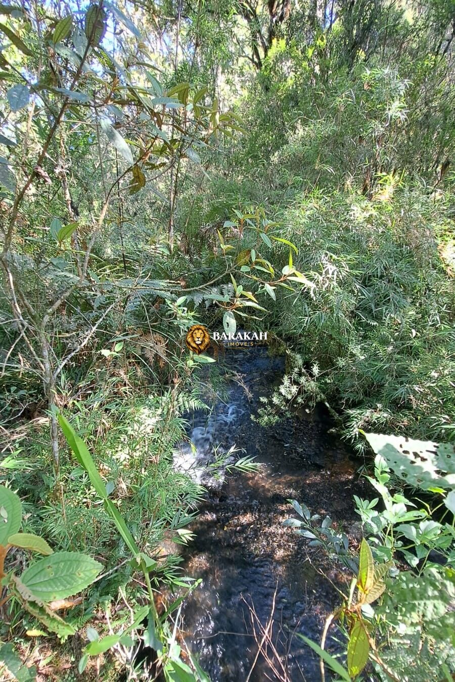 Sítio, 27 hectares - Foto 14