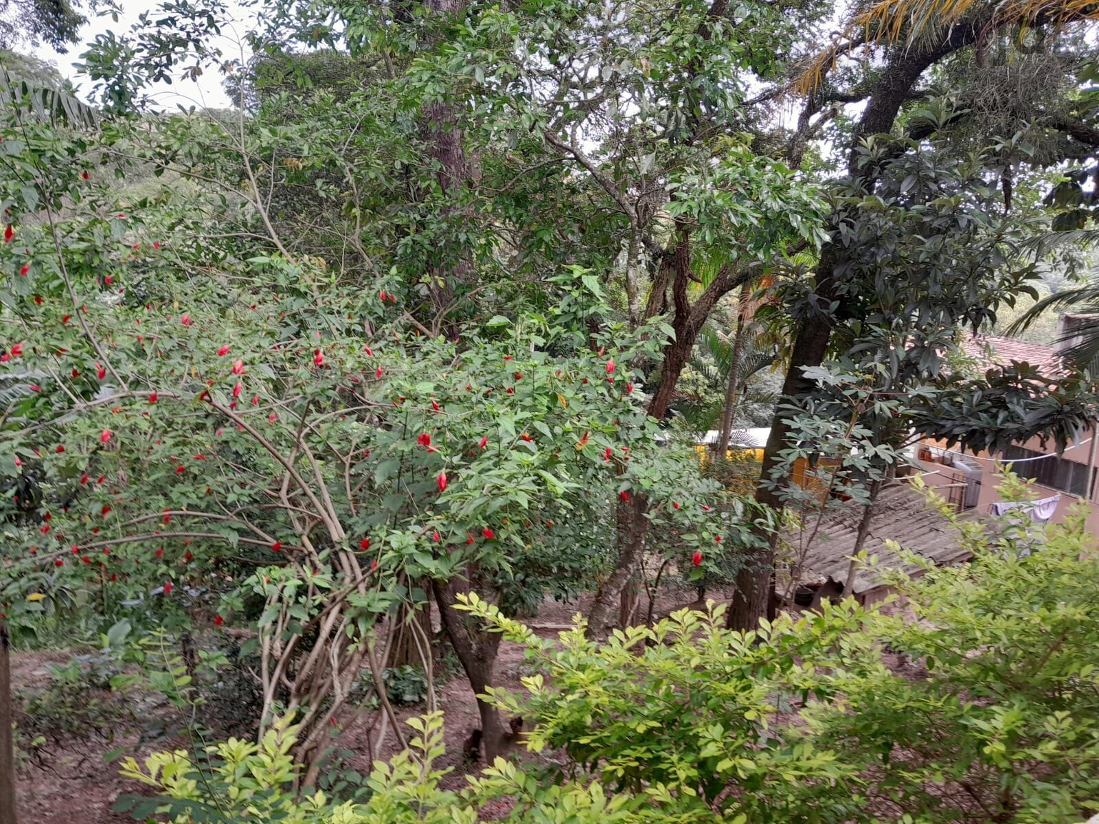 Chácara em Pitangueiras, Mairinque - Foto 10