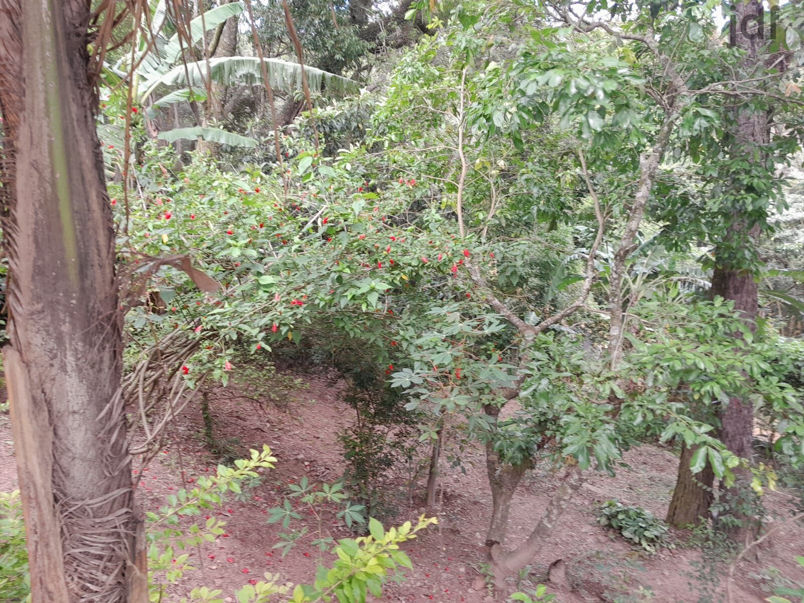Chácara em Pitangueiras, Mairinque - Foto 20