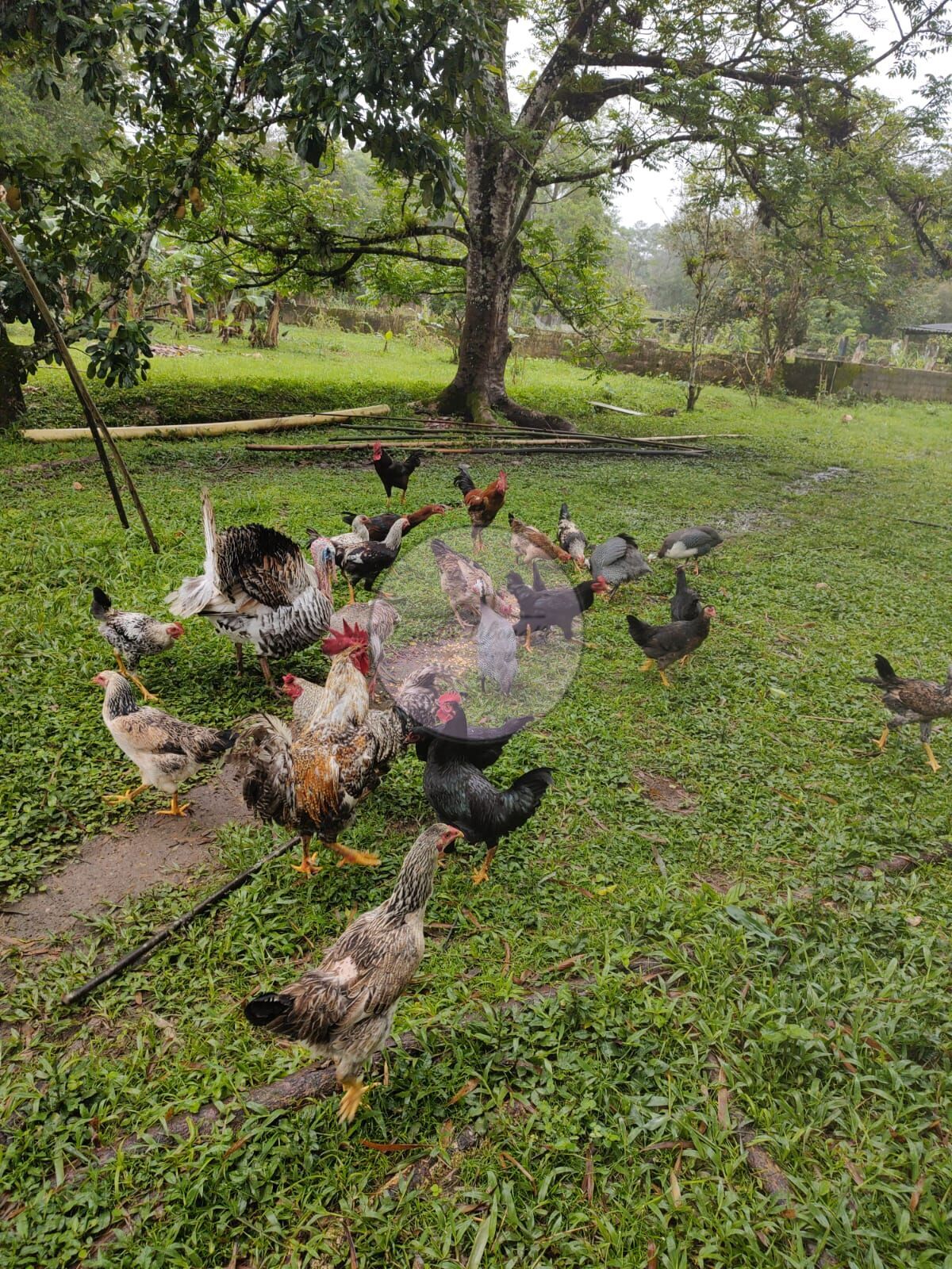 Fazenda à venda com 3 quartos, 15000m² - Foto 23