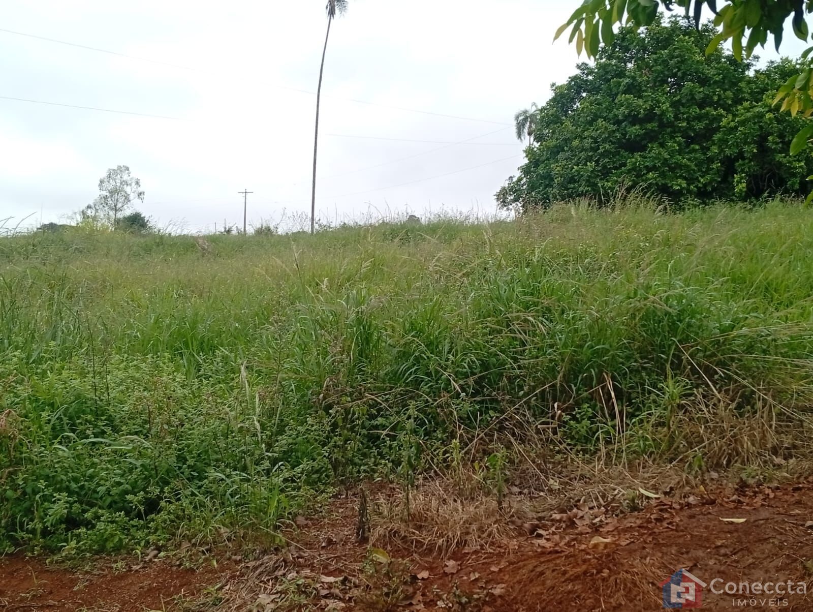 Fazenda-Sítio-Chácara, 6 hectares - Foto 12