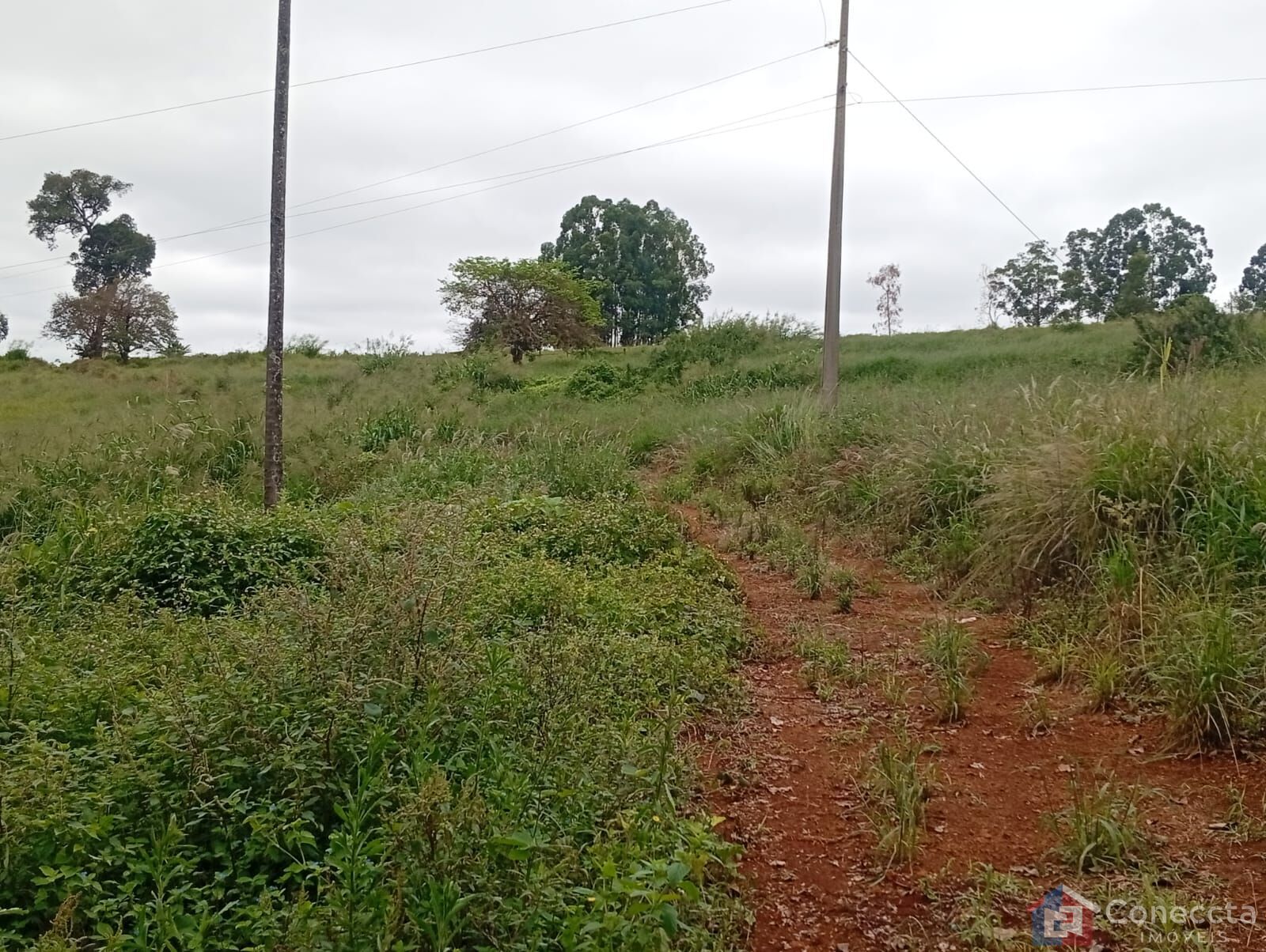 Fazenda-Sítio-Chácara, 6 hectares - Foto 11