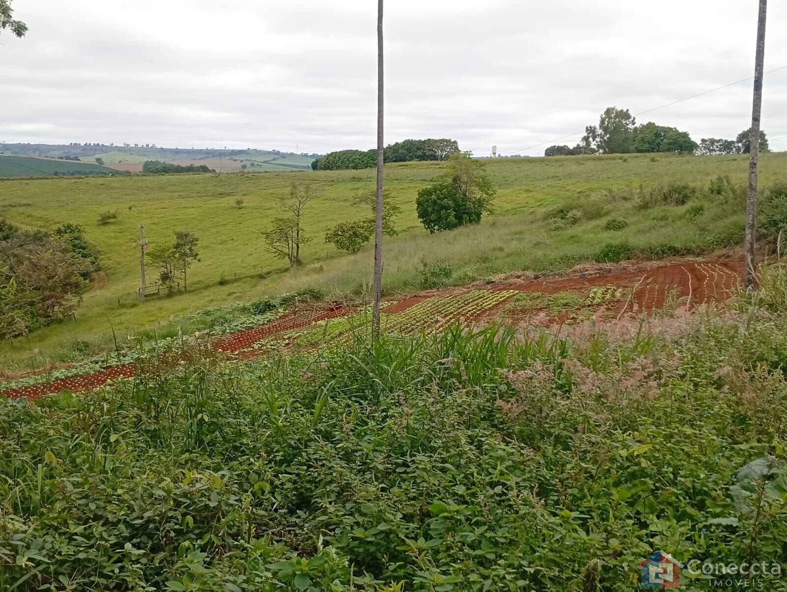 Fazenda-Sítio-Chácara, 6 hectares - Foto 14