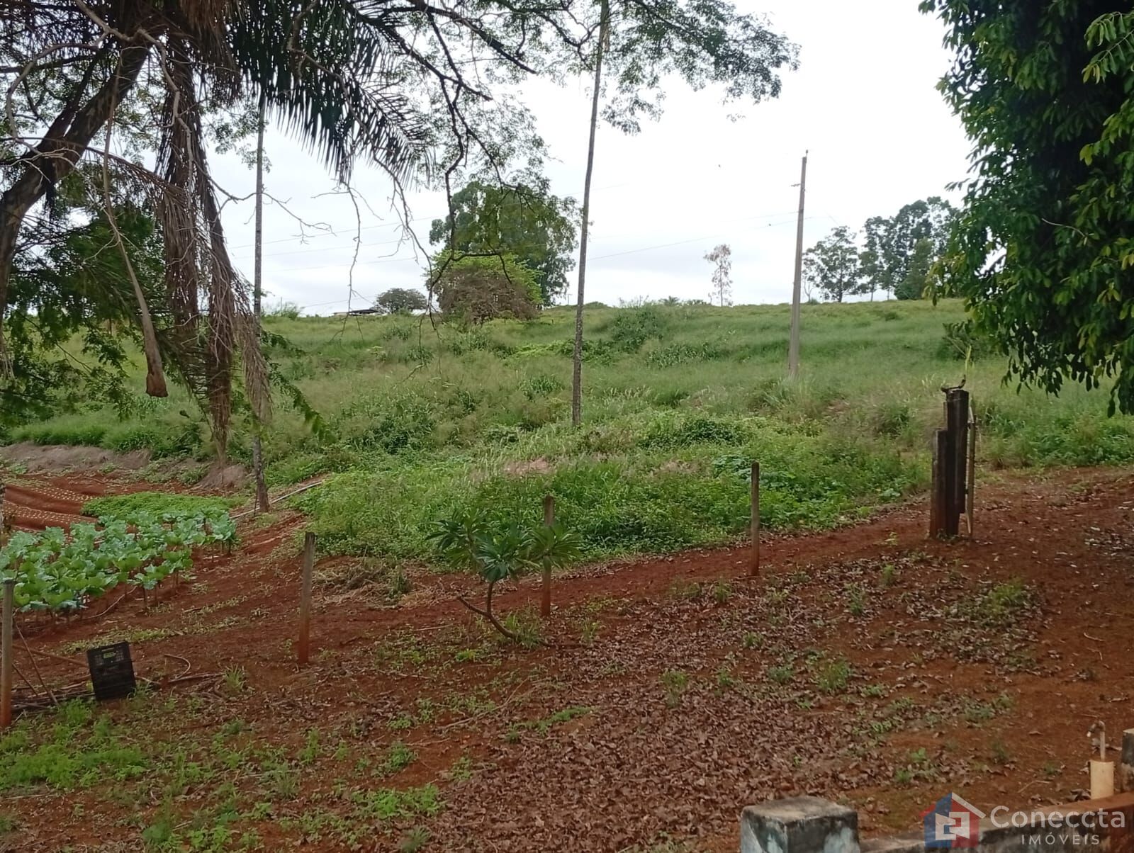 Fazenda-Sítio-Chácara, 6 hectares - Foto 15