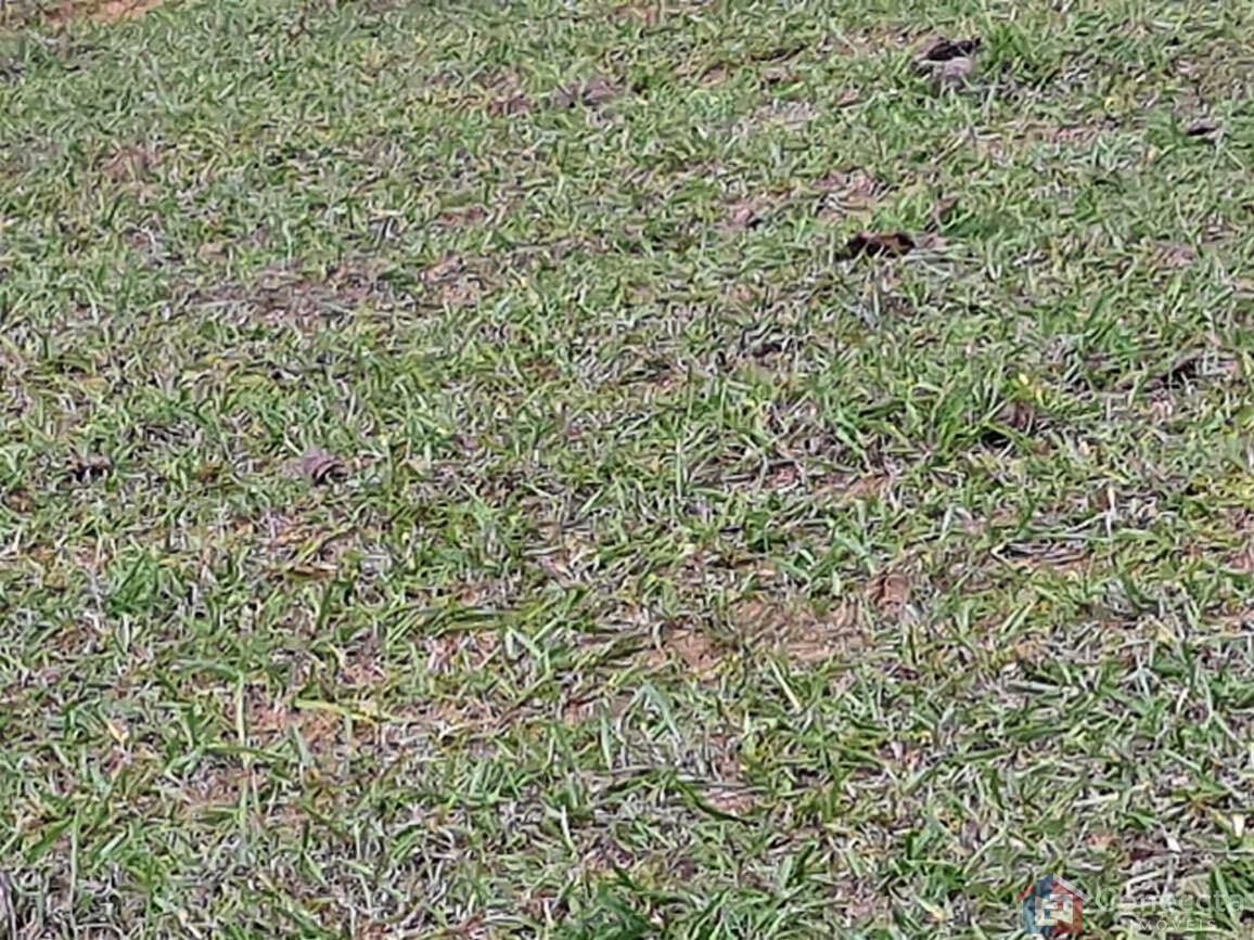 Fazenda, 51 hectares - Foto 28