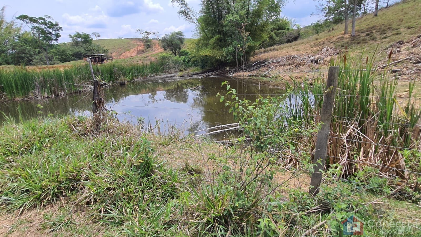 Fazenda, 51 hectares - Foto 6