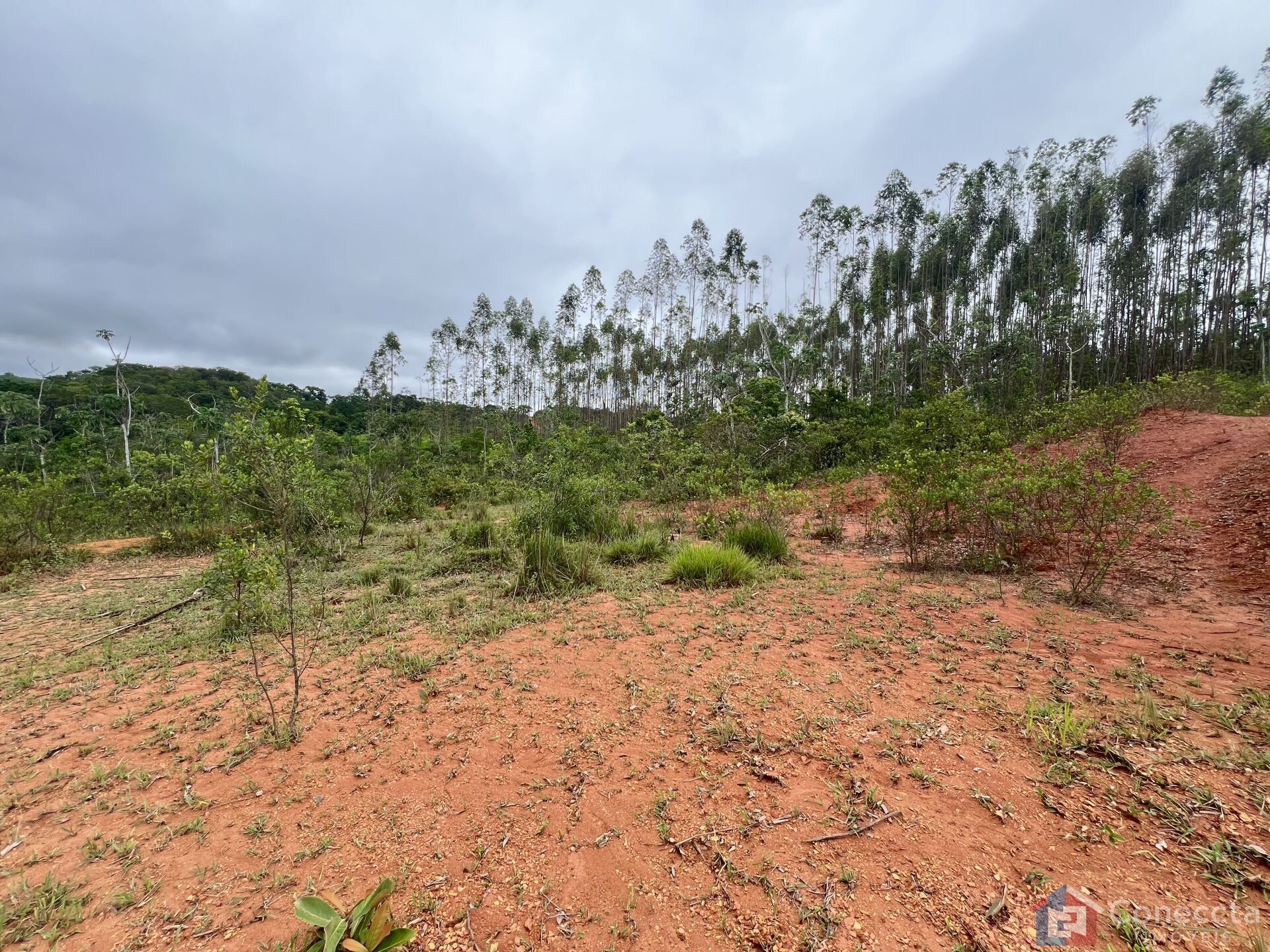 Sítio, 9 hectares - Foto 5