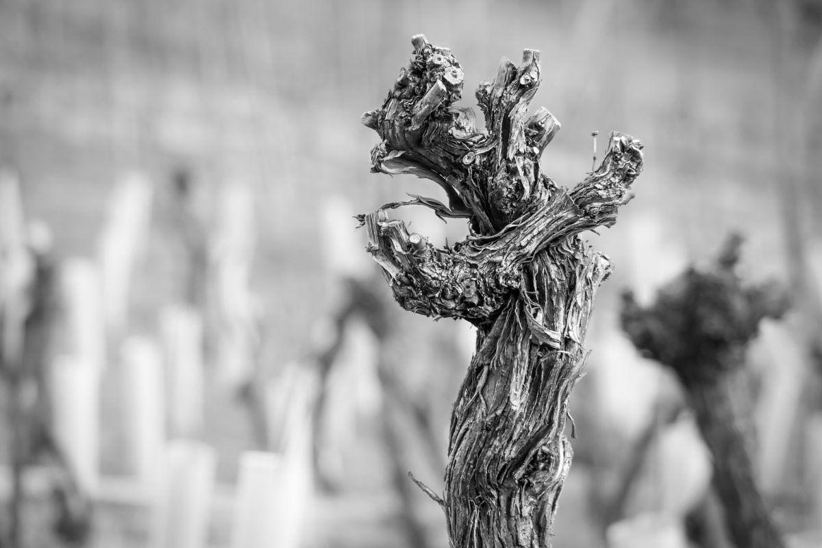 A marca do vinho na história da humanidade | Divulgação/Pixabay