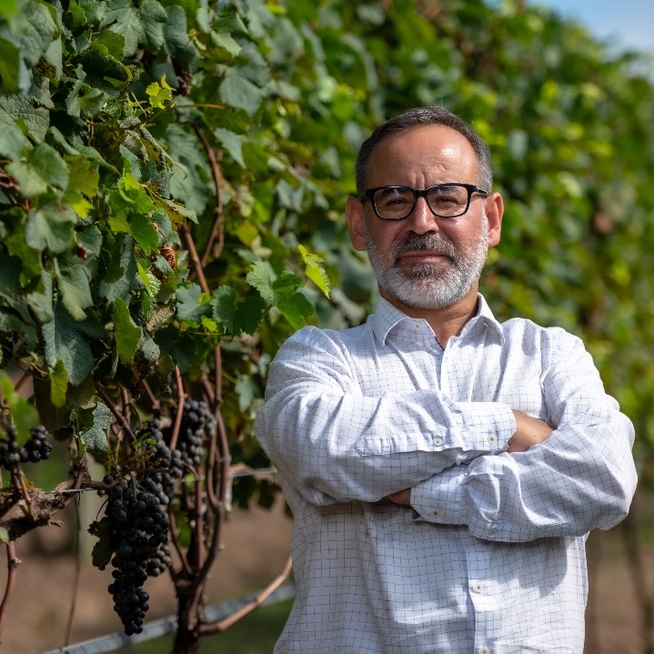 Vinhos de Camaquã