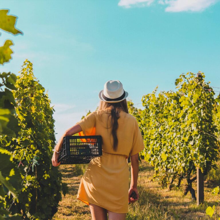 O papel feminino no vinho brasileiro