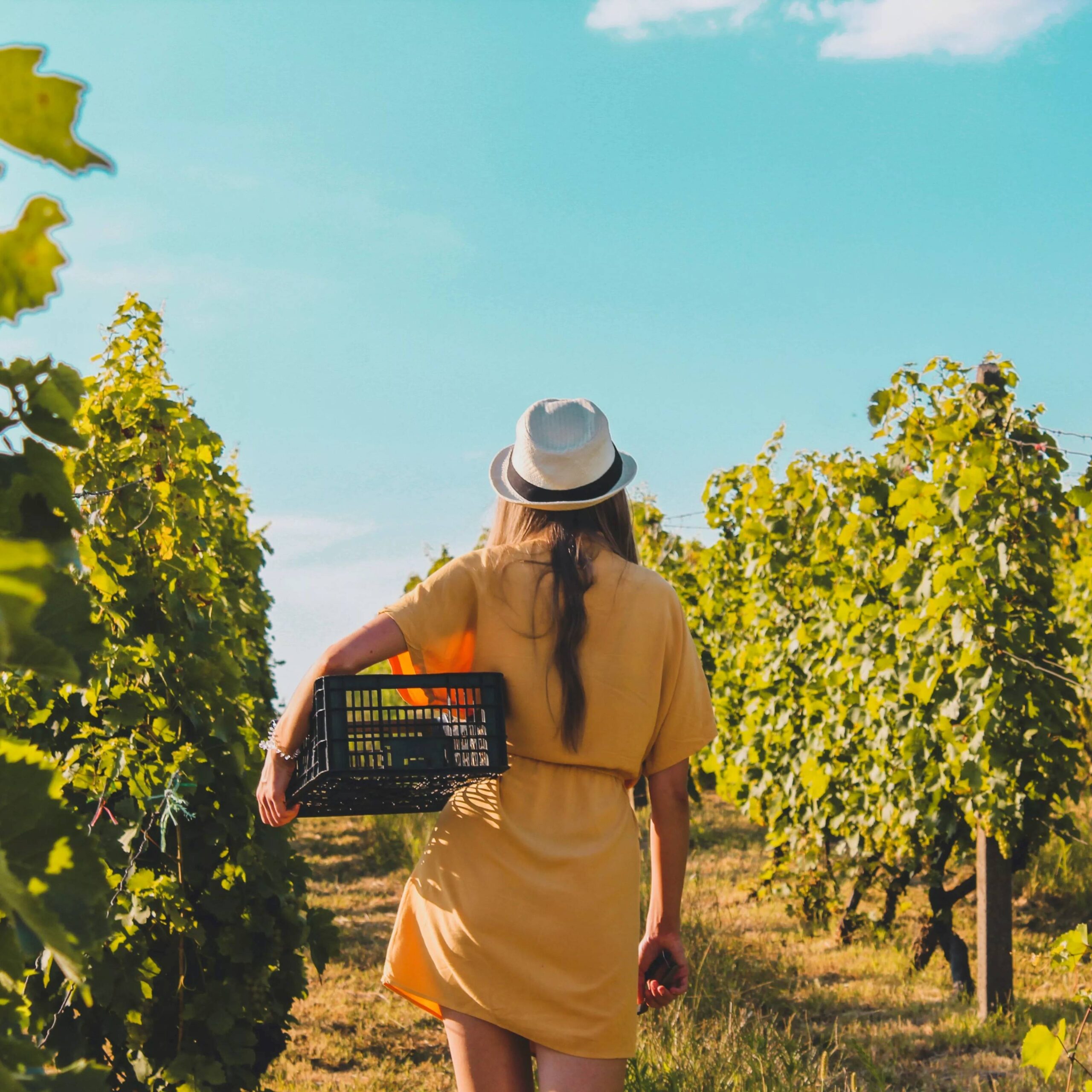 O papel feminino no vinho brasileiro