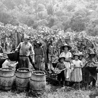O vinho e a imigração italiana | Reprodução