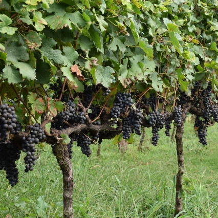Uvas de sucesso, histórias de tradição