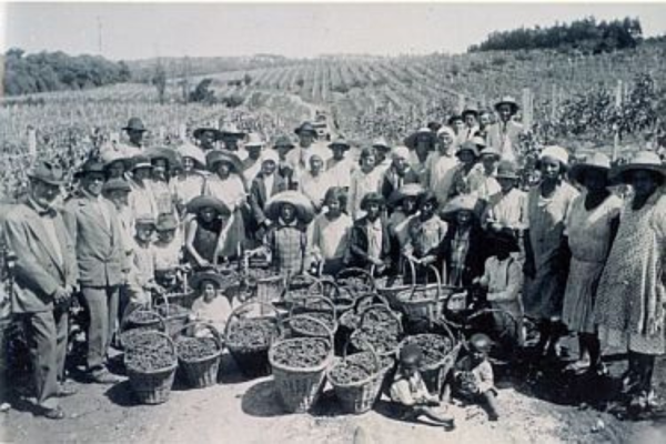Artigo: o vinho e a imigração italiana