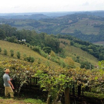 Uvas italianas e tradições que vieram com os imigrantes