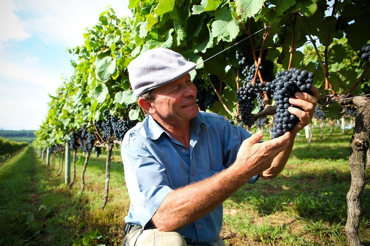 Vinho como contribuição da imigração italiana à cultura nacional
