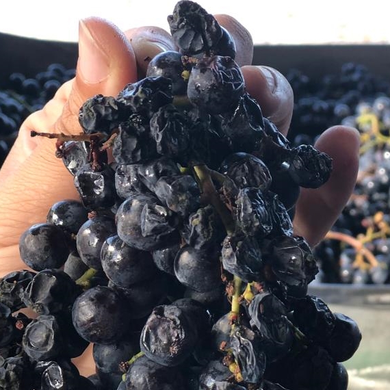 Retomada vitivinícola da Campanha Gaúcha com safras históricas