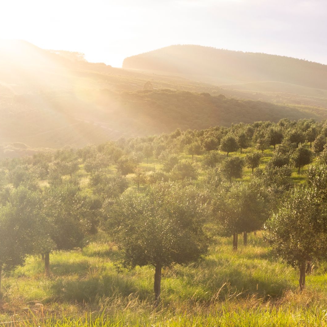 Azeites de Oliva, a nova paisagem do Pampa gaúcho