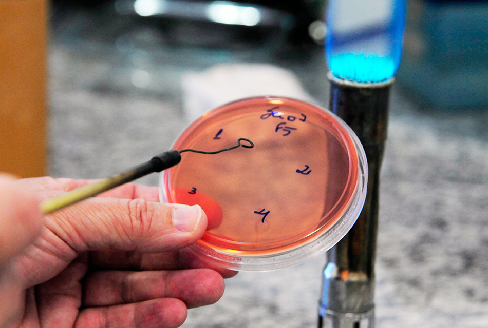 ultura da bactéria Shigella sonnei, em laboratório no Instituto de Biologia (IB) da Unicamp