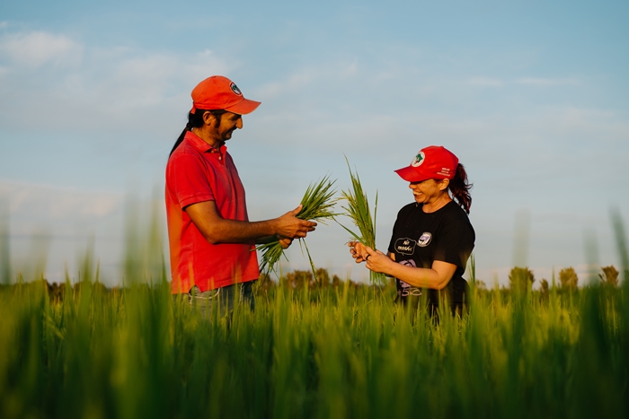 Sem terra colhem 16 mil toneladas de arroz orgânico