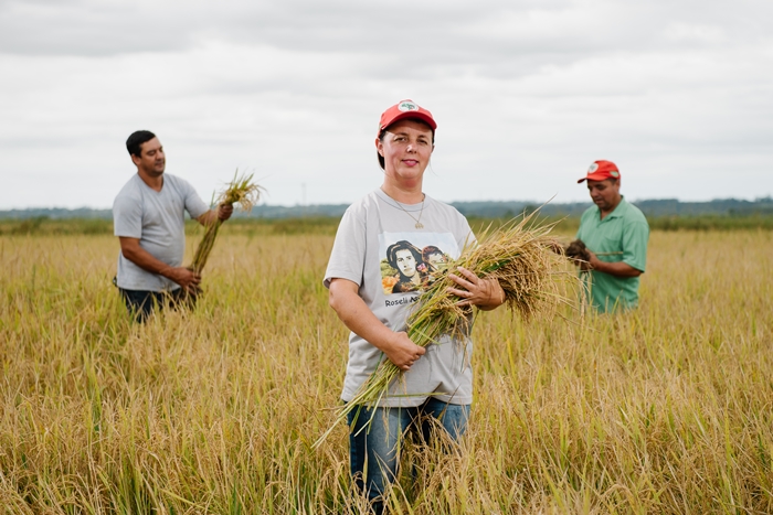 Sem terra colhem 16 mil toneladas de arroz orgânico