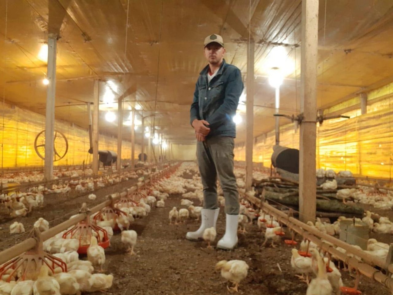Nenhuma medida das autoridades tem abrangido os Agricultores Familiares que são responsáveis pelo alojamento dos frangos, estão expostos ao vírus e já sentem os prejuízos econômicos gerados pelo coronavírus