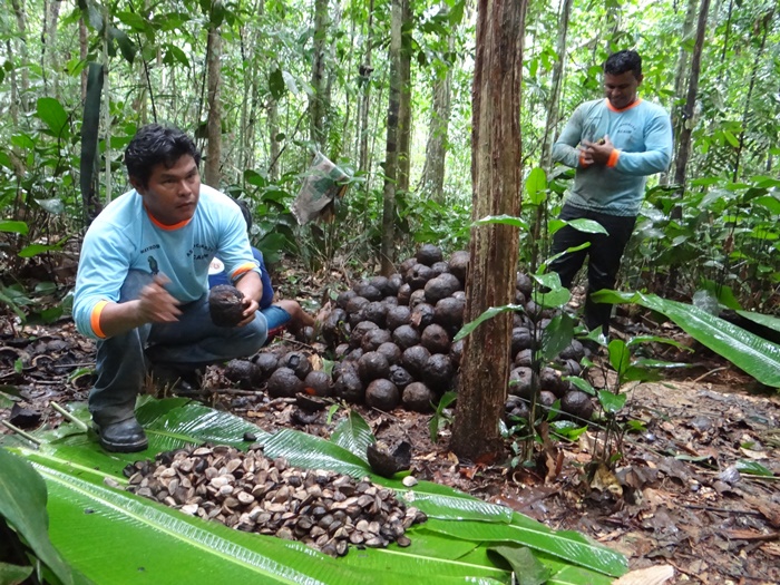 A castanha brasileira, sagrada para os povos indígenas, é fonte de alimento e riquezas na Amazônia