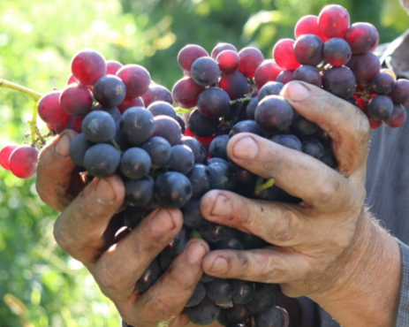Com sucessivas quebras de safra, setor da uva vive momento de nervos à flor da pele | Foto: Fecovinho/ Divulgação