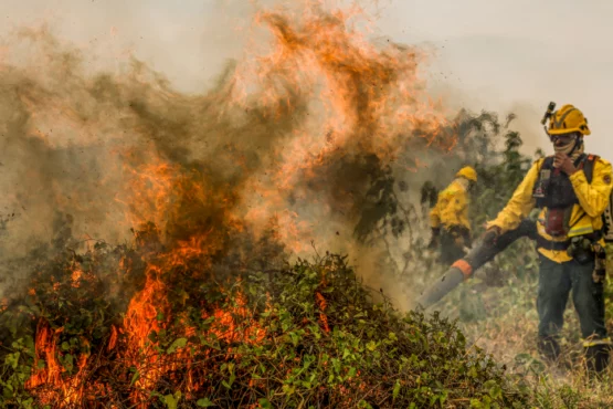 Após recorde de queimadas no mês de junho, Pantanal pode enfrentar pior seca em 40 anos | Foto: Marcelo Camargo/Agência Brasil