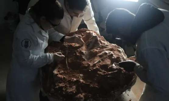 Fóssil de 233 milhões de anos encontrado no RS pode ajudar a entender origem dos dinossauros | Foto: Rodrigo Müller/ Divulgação