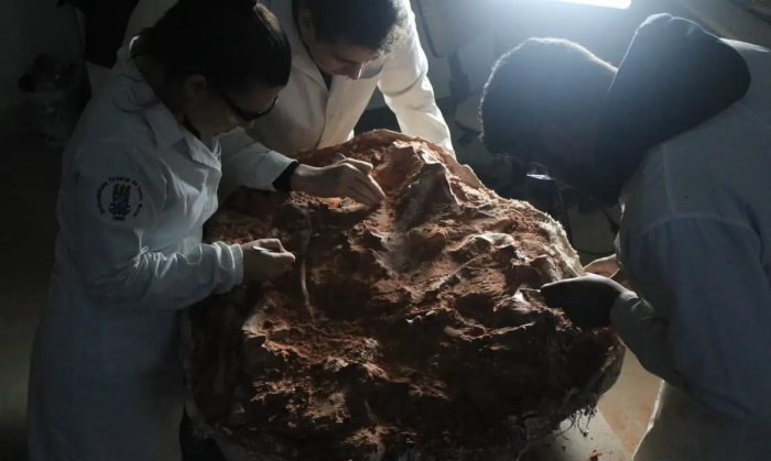 Fóssil de 233 milhões de anos encontrado no RS pode ajudar a entender origem dos dinossauros