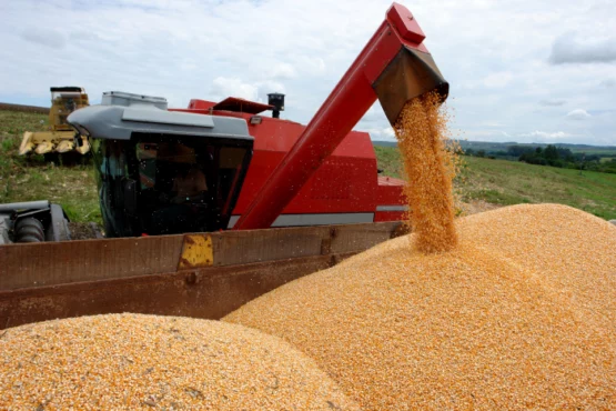 Com alta de 34,5%, estado deve colher 37,1 milhões de toneladas de grãos | Foto: Olímpio Pereira de Oliveira/ Embrapa