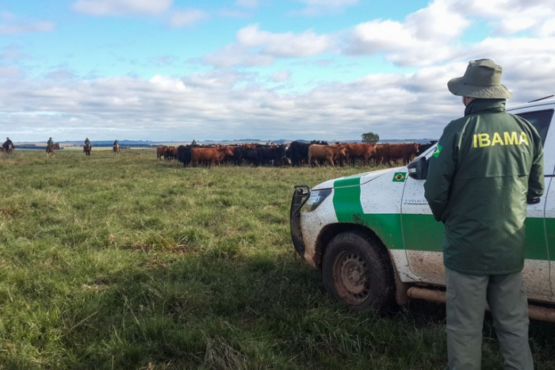 Plano Clima Participativo define propostas para proteger o Bioma Pampa | Foto: Ibama/Divulgação