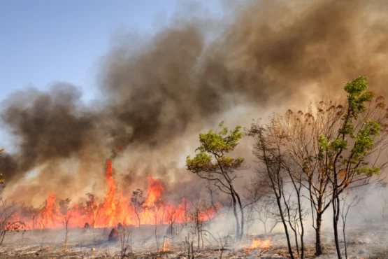 Nove meses de queimadas sem precedentes | Foto: Fabio Rodrigues Pozzebom/ Agência Brasil