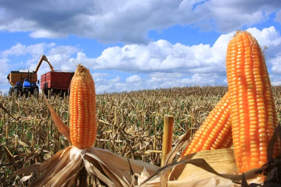 Grandes agroquímicas criam insegurança jurídica para a agricultura nacional | Foto: Cleverson Beje/ Brasil de Fato