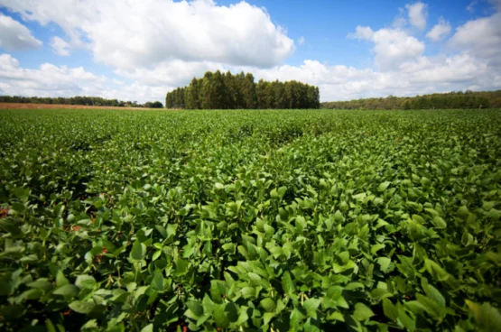 Pampa perdeu 3,3 milhões de hectares de mata nativa para a soja | Foto: Gustavo Gargioni/Palácio Piratini   