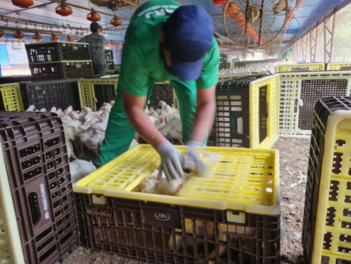 Trabalhadores escravizados na unidade da JBS em Arvorezinha | Foto: SRTE/RS/ Divulgação