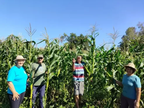 Agricultores comemoram colheita de milho orgânico em Novo Hamburgo | Foto: Cátia Cylene