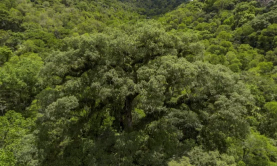 Instituições financeiras têm baixo desempenho em sustentabilidade | Foto: Fernando Frazão/ Agência Brasil