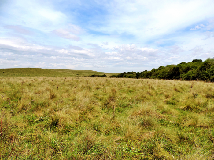 Pampa perdeu 30% de vegetação nativa em 40 anos
